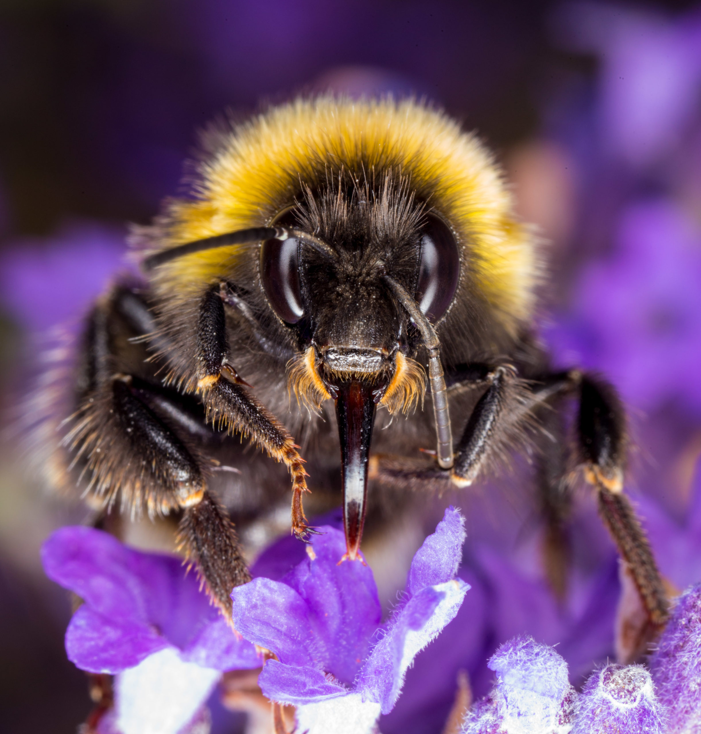 Buff-tailed Bumblebee - Insect Week